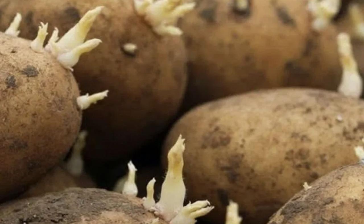 Potato Sprout Natural Purification